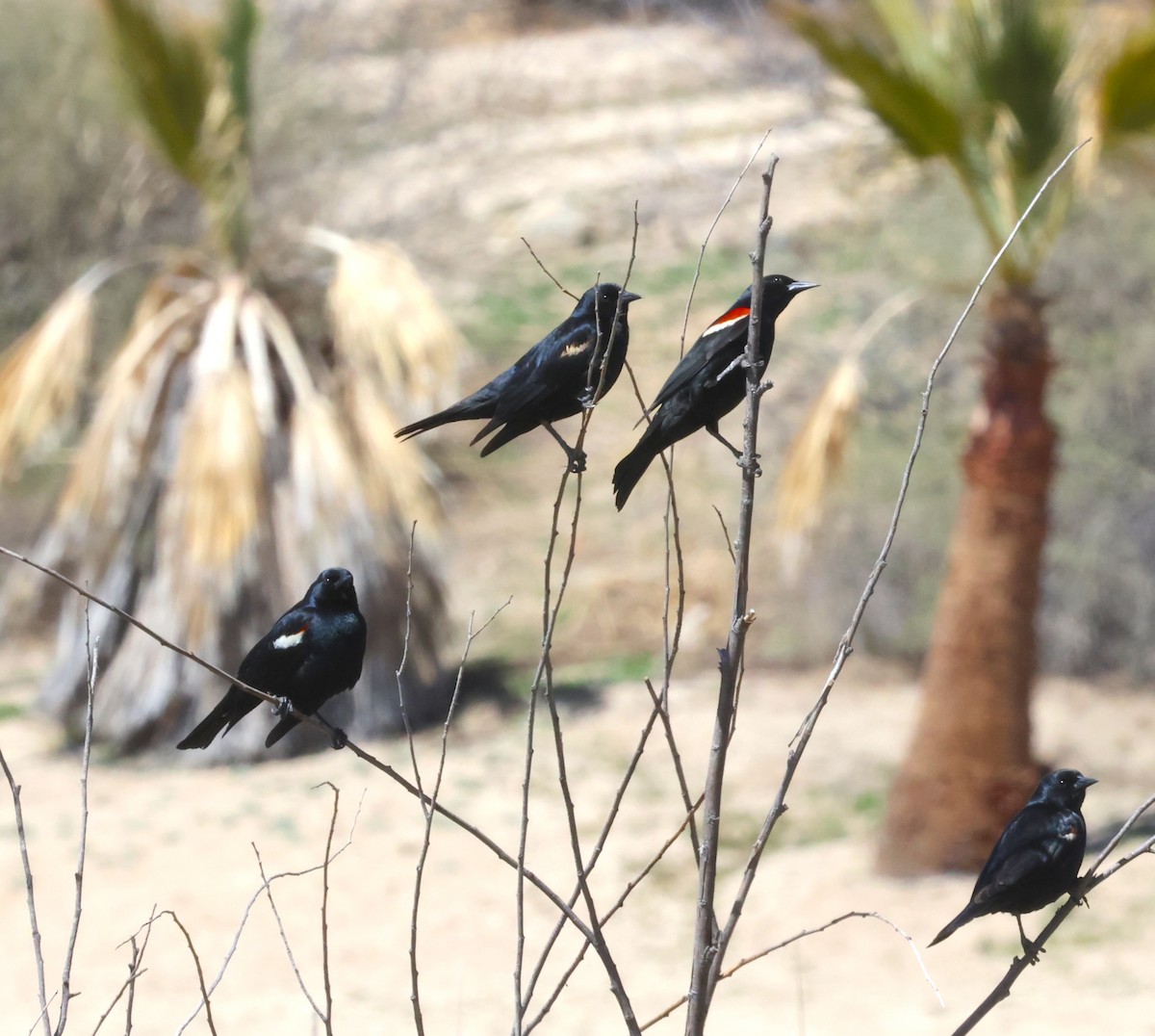 Tricolored Blackbird - ML633241029