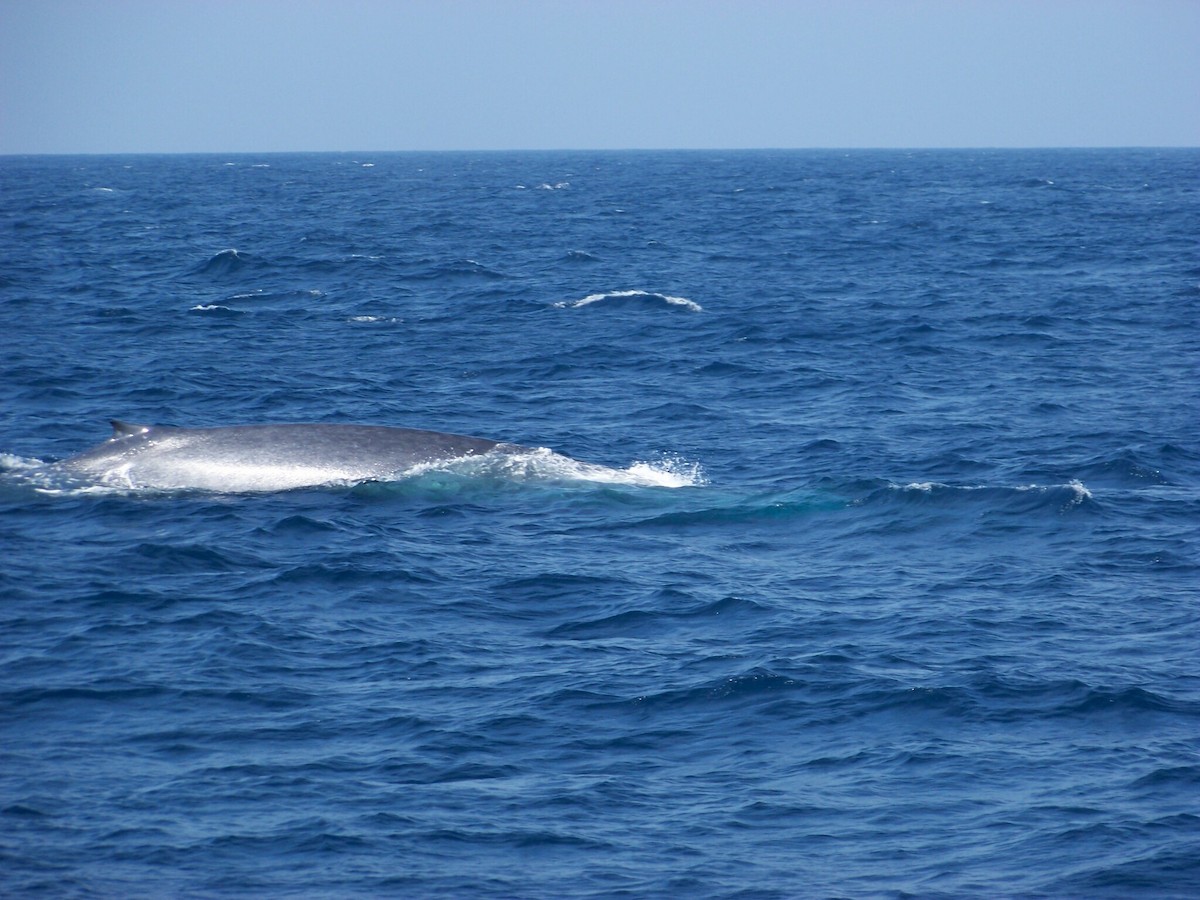 Blue Whale - ML633241032