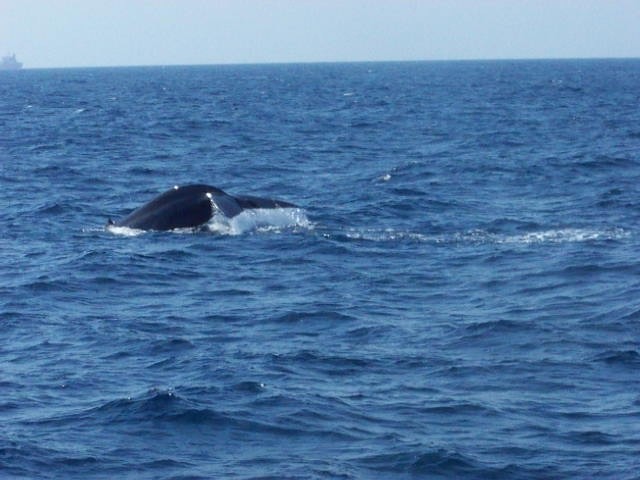 Blue Whale - ML633241035