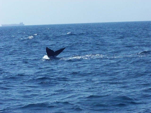 Blue Whale - ML633241042