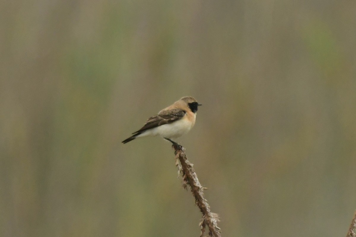Eastern Black-eared Wheatear - ML633241070