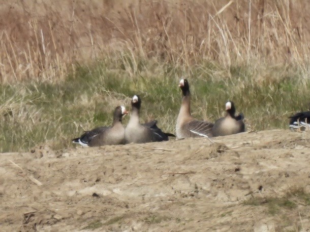 Lesser White-fronted Goose - ML633241092