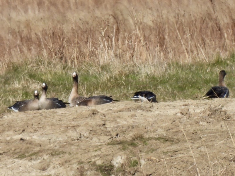 Lesser White-fronted Goose - ML633241093