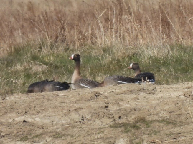 Lesser White-fronted Goose - ML633241094