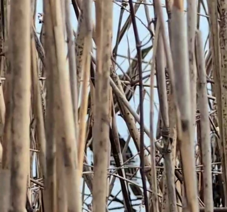 bukač severoamerický - ML633241252