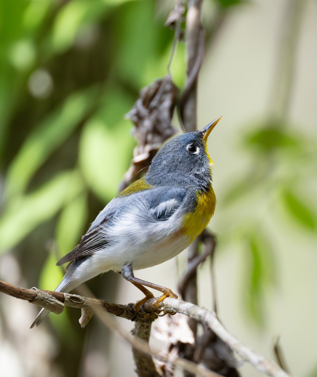 Northern Parula - ML633241386