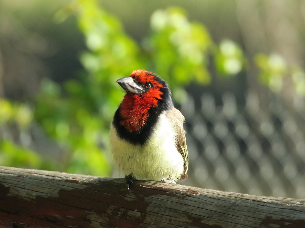 Black-collared Barbet - ML633241592