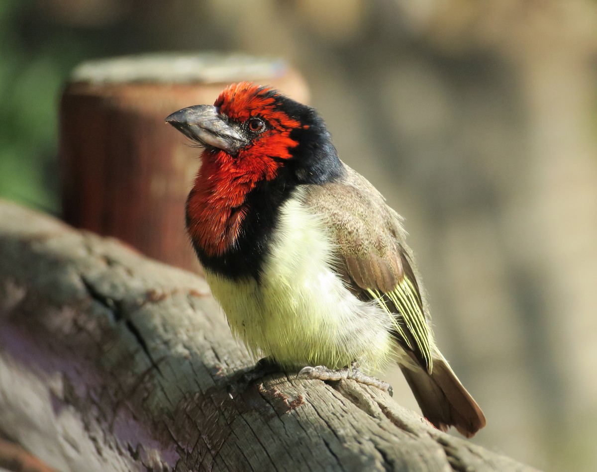 Black-collared Barbet - ML633241593