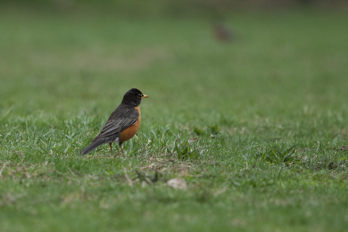 American Robin (nigrideus) - ML633241608