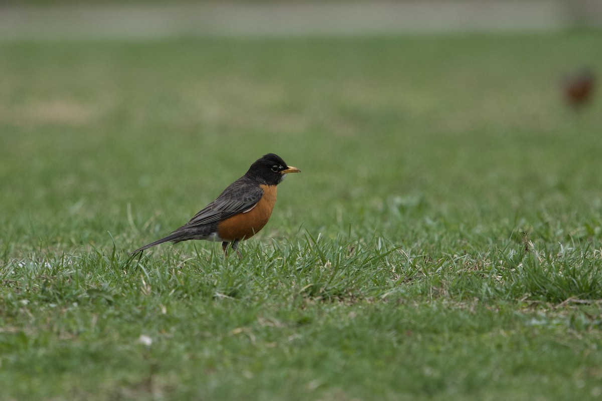 American Robin (nigrideus) - ML633241609