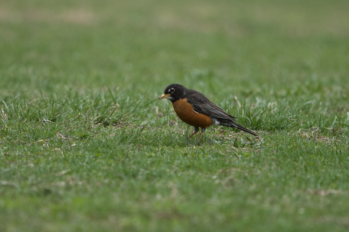 American Robin (nigrideus) - ML633241612