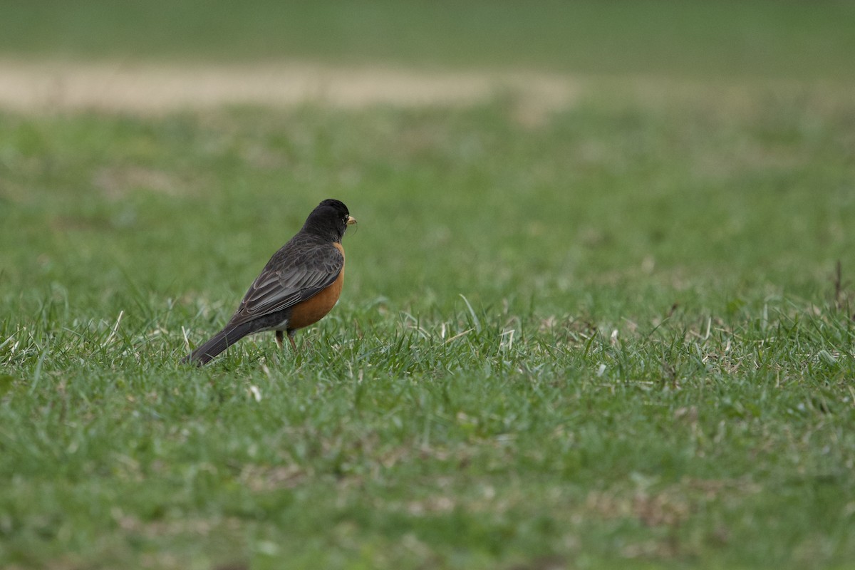 American Robin (nigrideus) - ML633241613