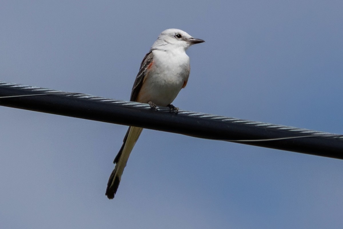 eBird Checklist - 5 Apr 2025 - 29090–29428 CR-833, Clewiston US-FL 26. ...