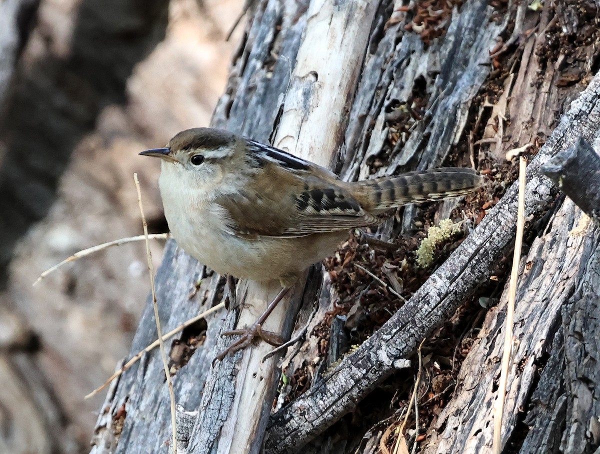 Marsh Wren - ML633241709