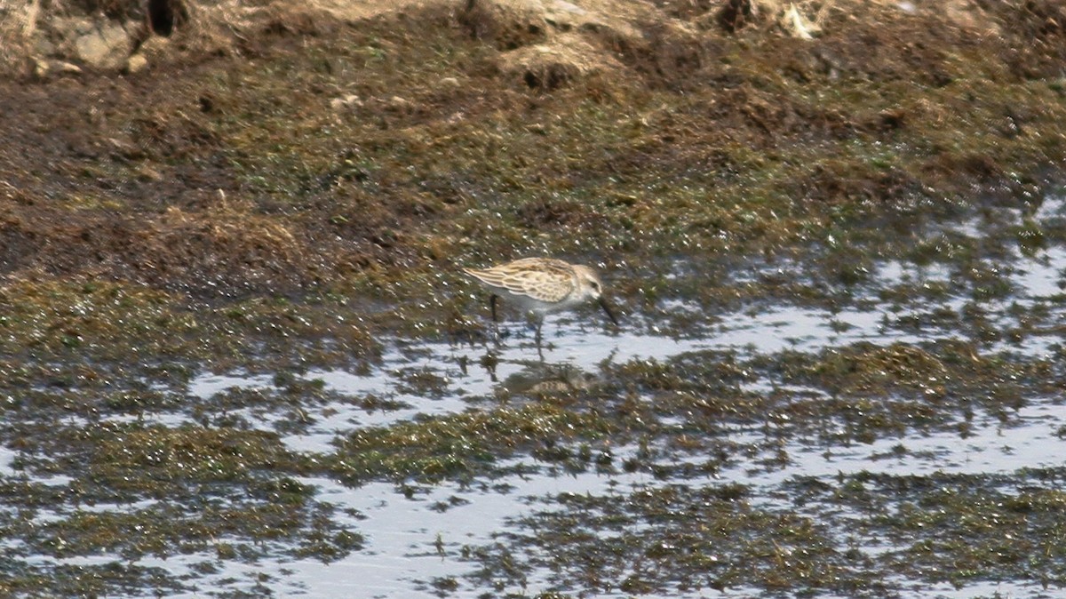 Western Sandpiper - Nick Pulcinella