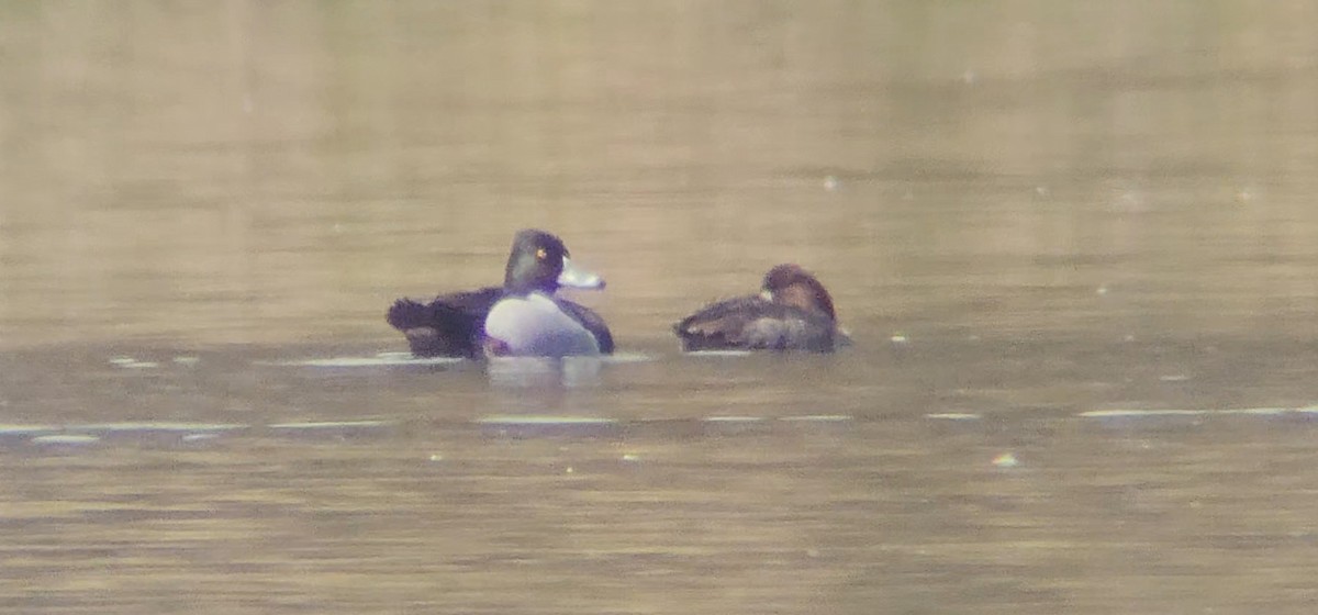 Ring-necked Duck x scaup sp. (hybrid) - ML633241713