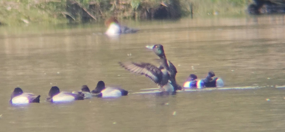 Ring-necked Duck x scaup sp. (hybrid) - ML633241714