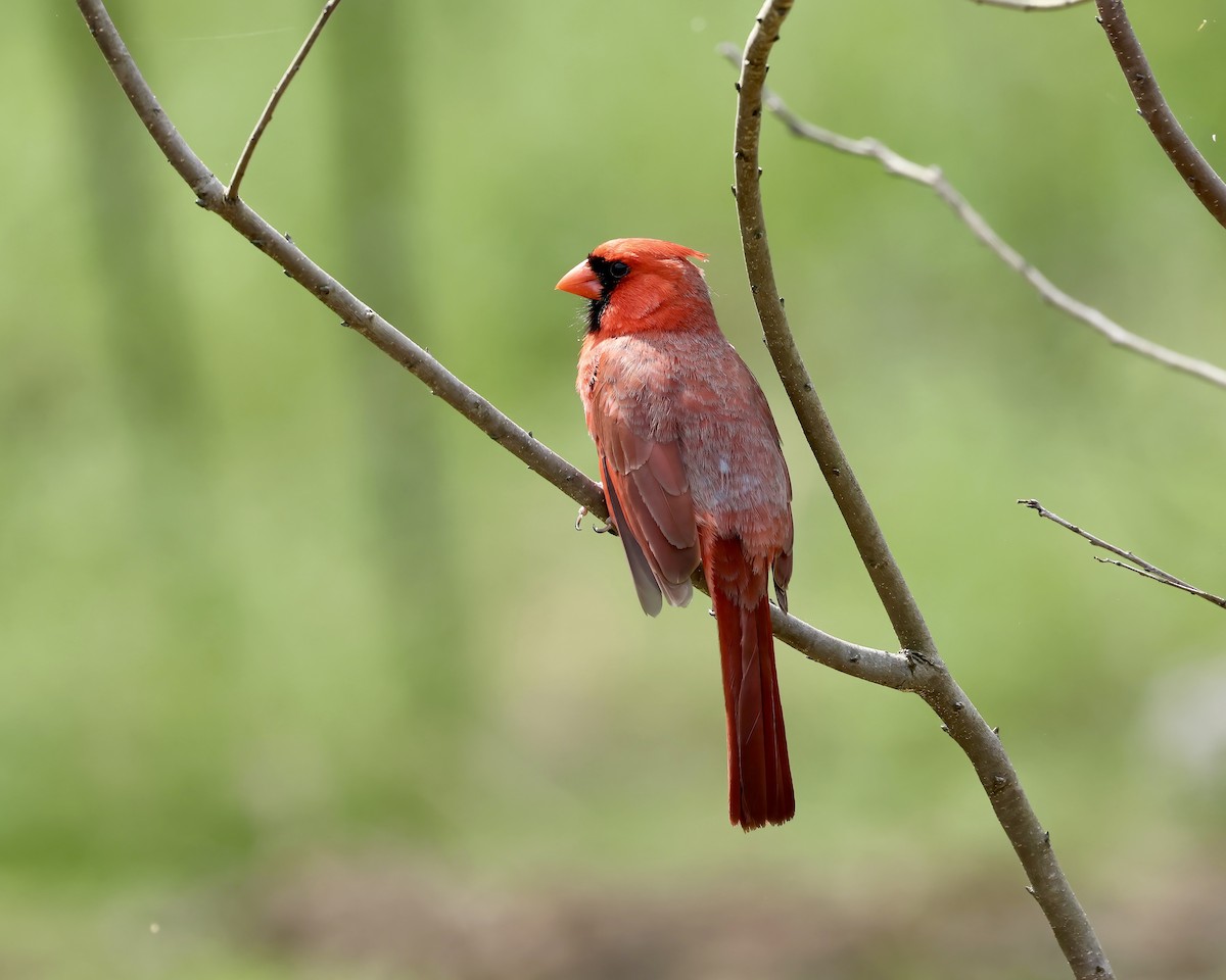 Northern Cardinal - ML633241724