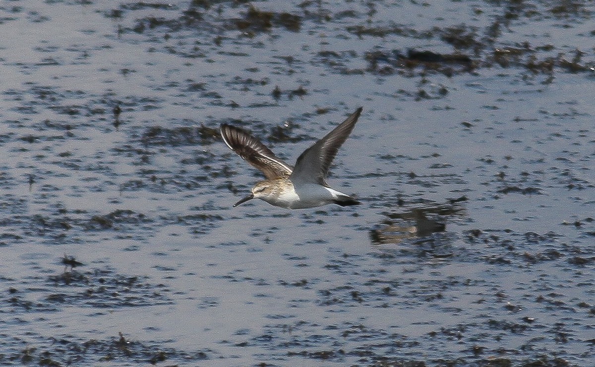 Western Sandpiper - ML63324181