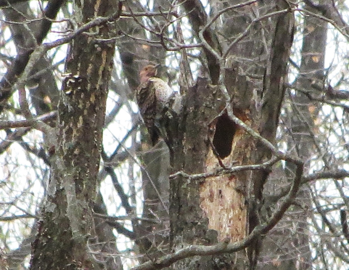 Northern Flicker - ML633241905