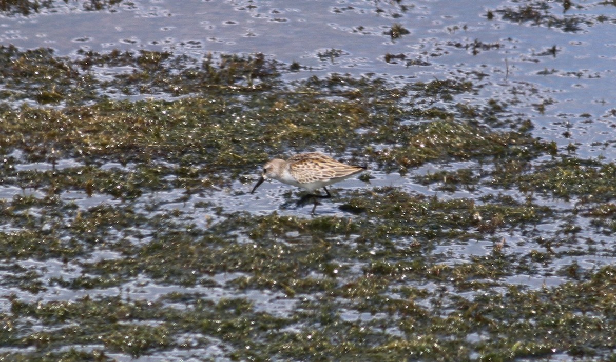 Bergstrandläufer - ML63324191