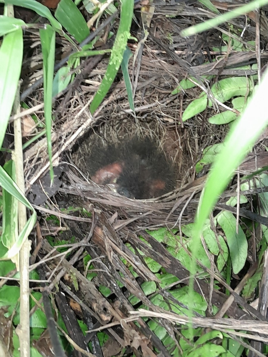 Orange-billed Sparrow - ML633241948