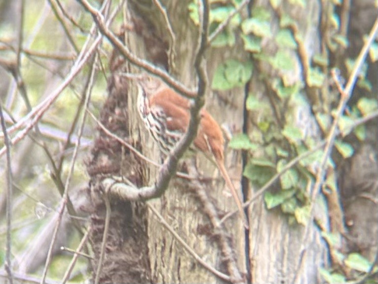 Brown Thrasher - ML633241955