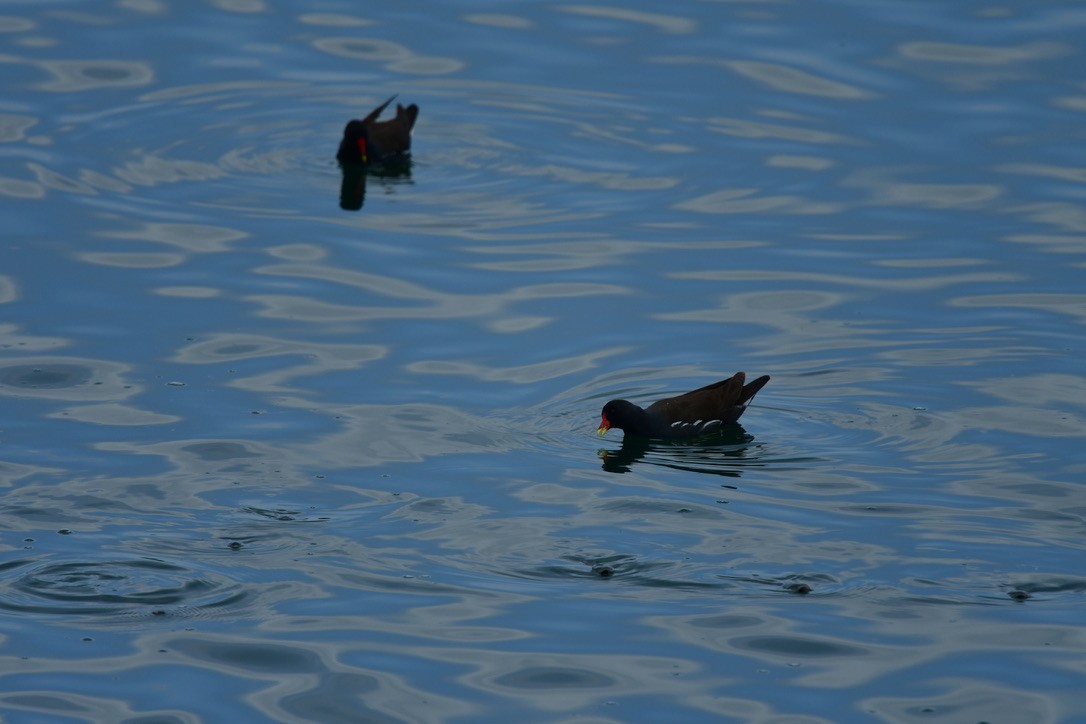 Eurasian Moorhen - ML633241964