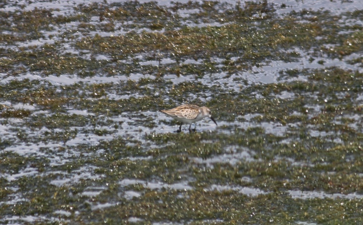 Western Sandpiper - Nick Pulcinella