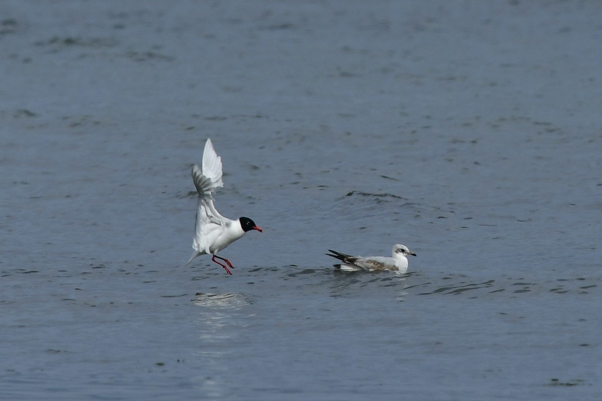 Mediterranean Gull - ML633242018