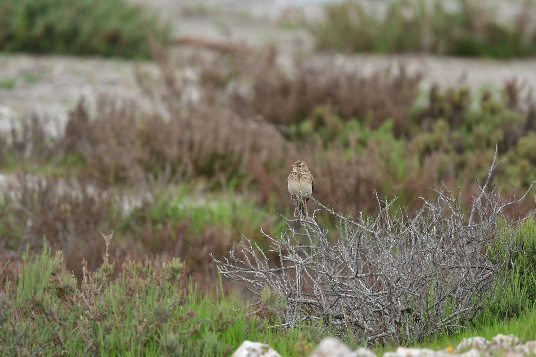 Crested Lark - ML633242035