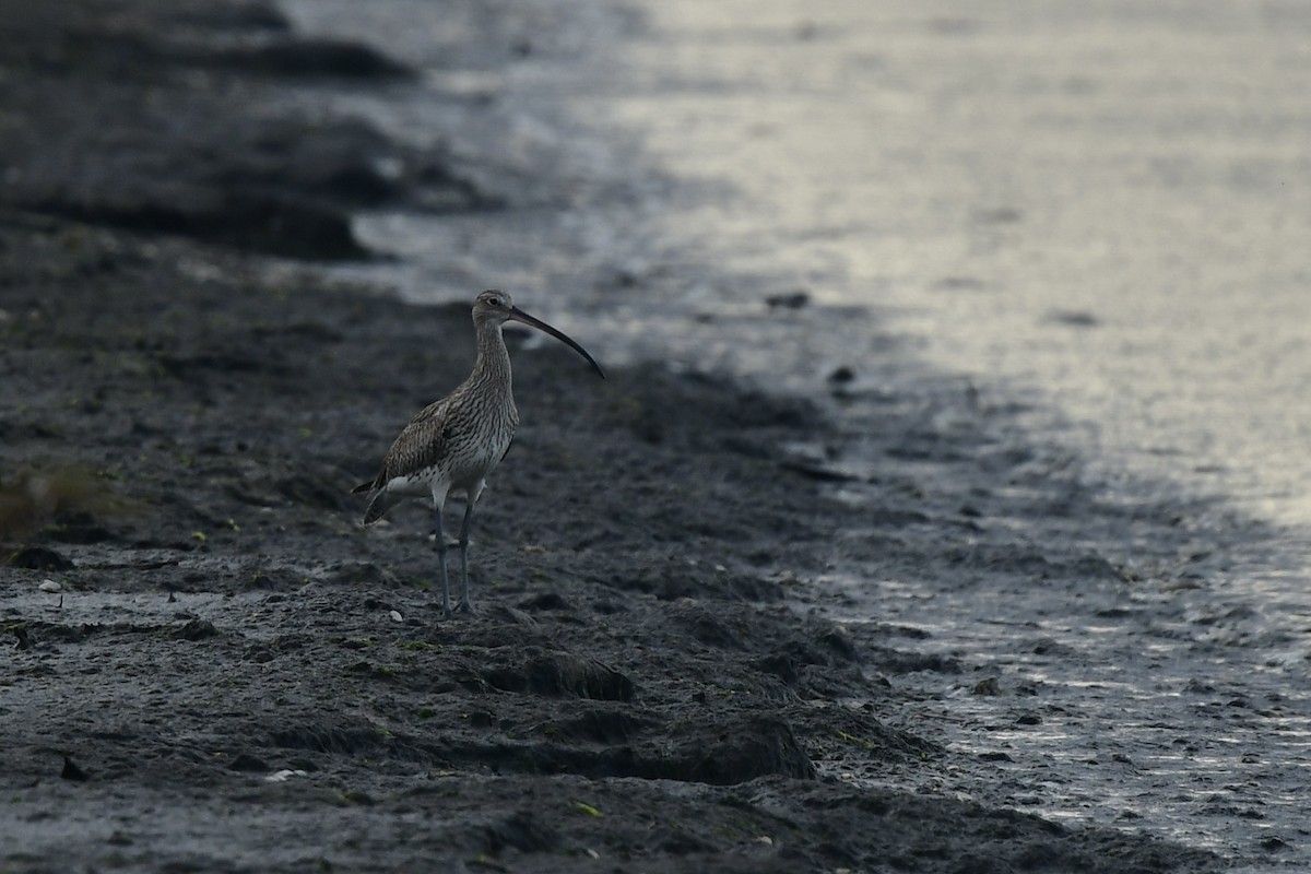 Eurasian Curlew - ML633242047