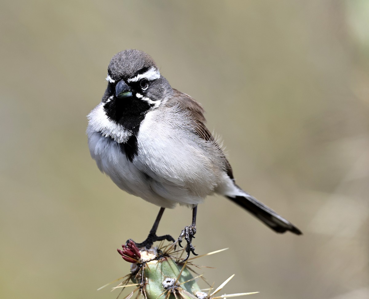 Black-throated Sparrow - ML633242070