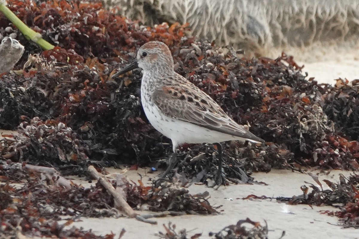 Western Sandpiper - ML633242104