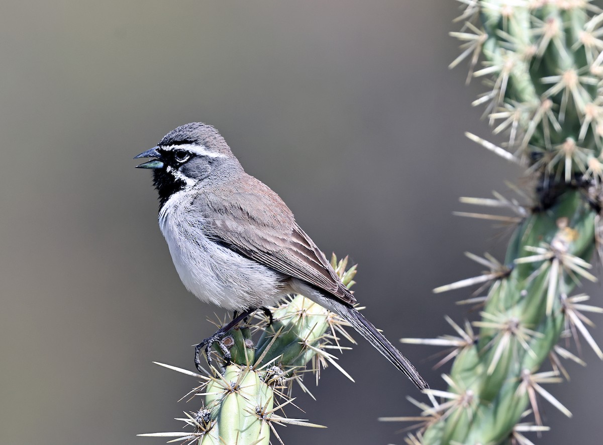Black-throated Sparrow - ML633242159
