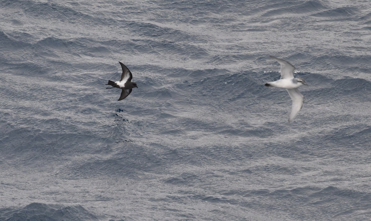 Black-bellied Storm-Petrel - ML633242204