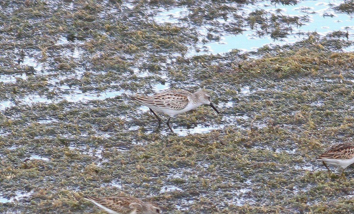 Western Sandpiper - ML63324221