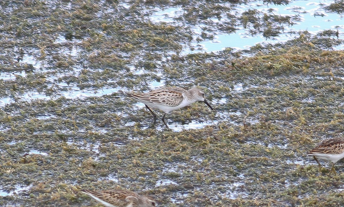 Western Sandpiper - ML63324221