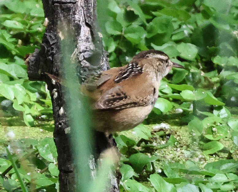 Marsh Wren - ML633242261