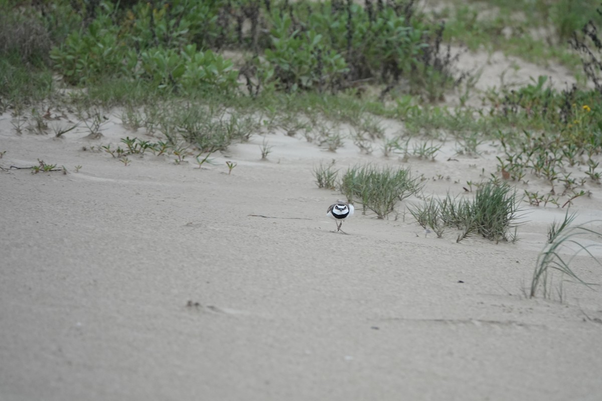 Wilson's Plover - ML633242296