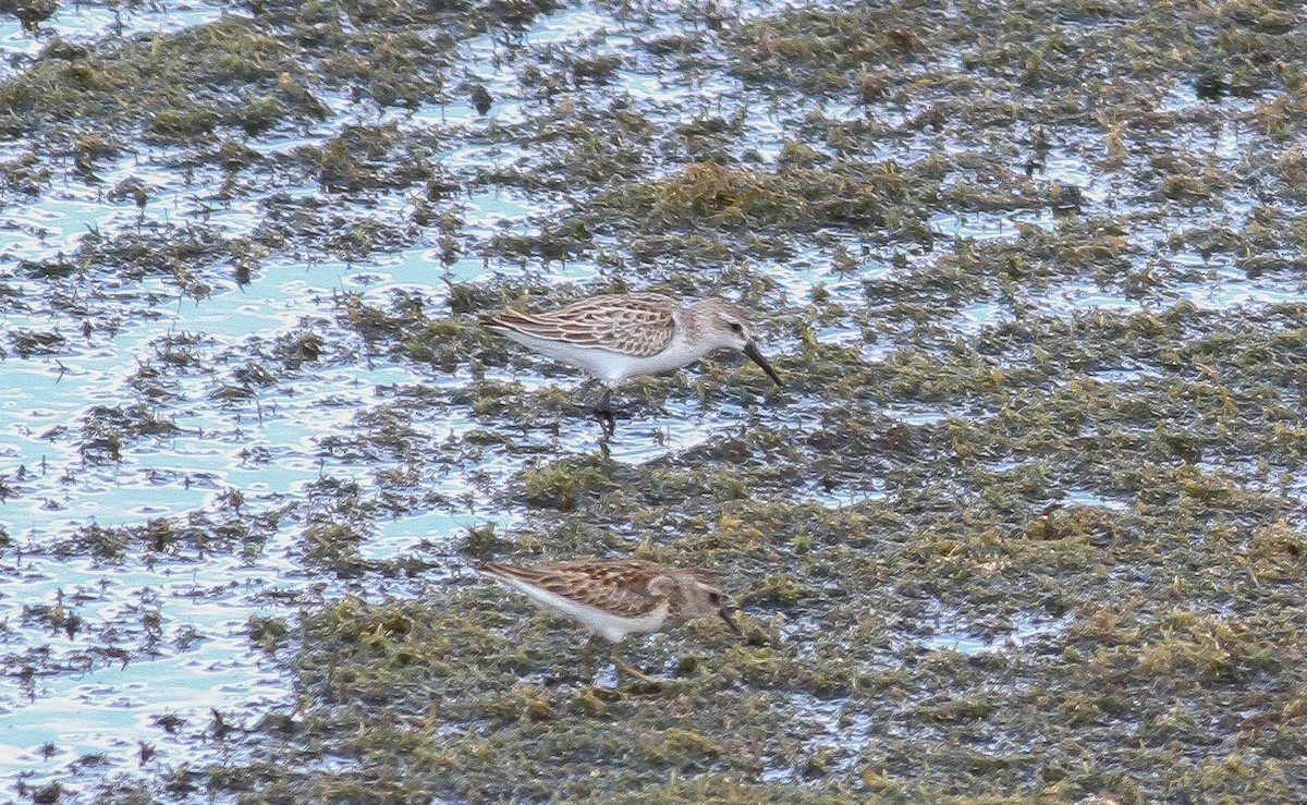 Western Sandpiper - ML63324231