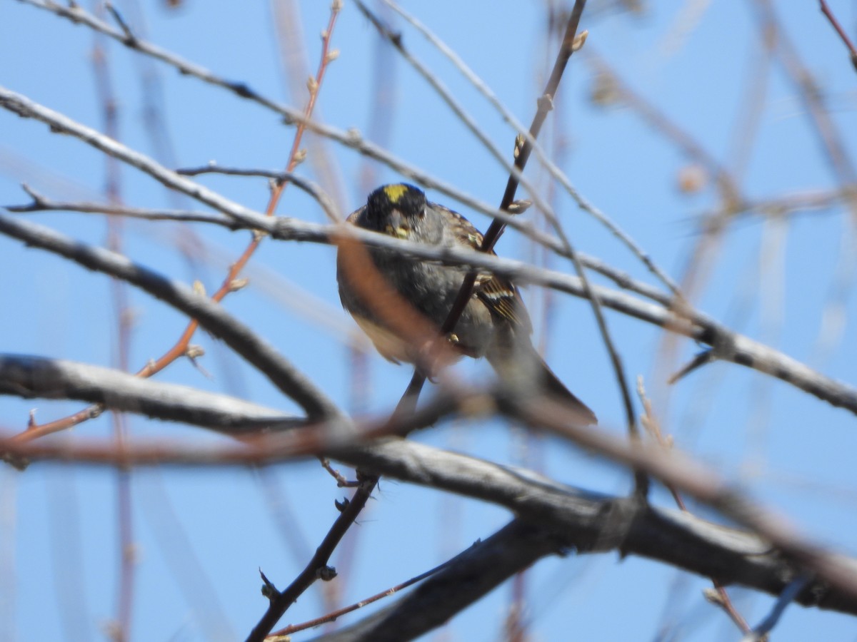 Golden-crowned Sparrow - ML633242487