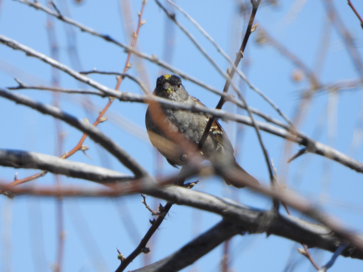 Golden-crowned Sparrow - ML633242488