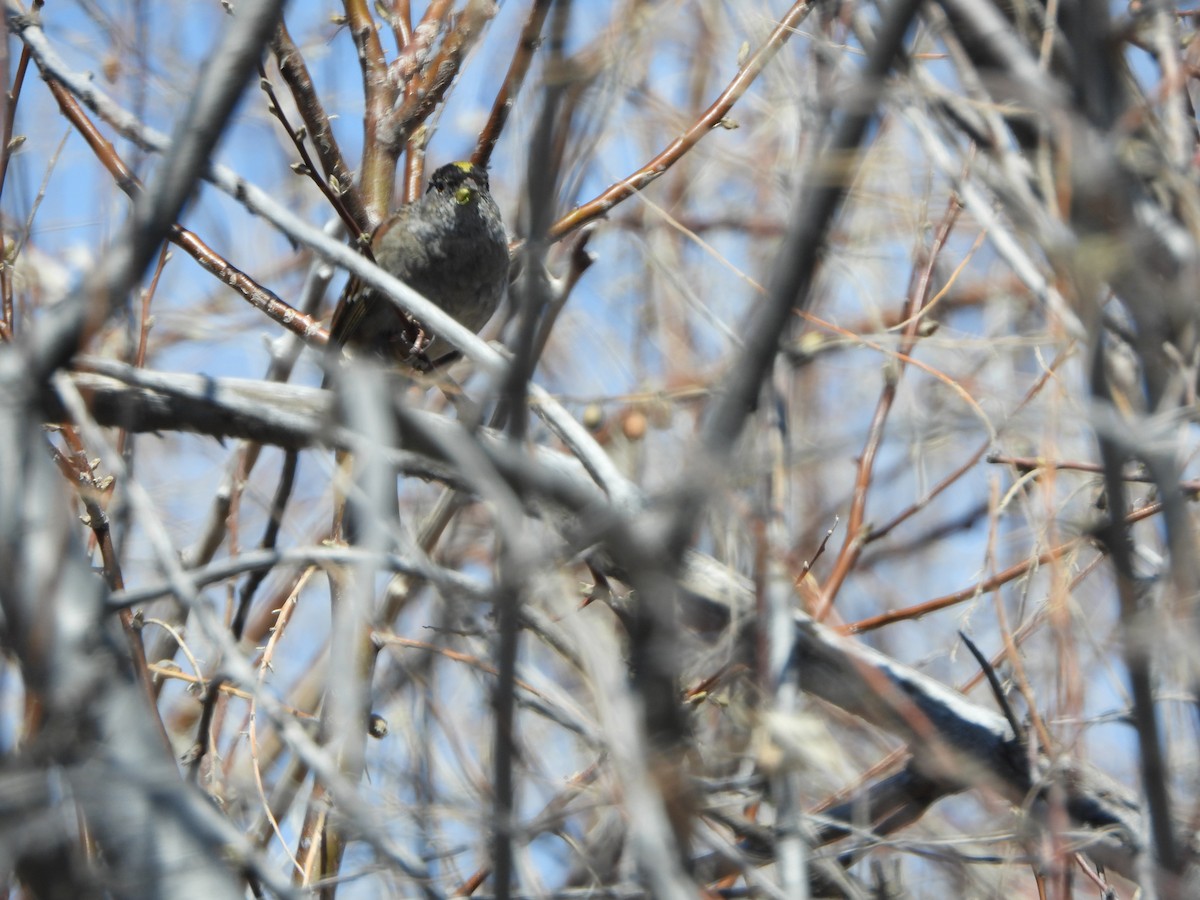 Golden-crowned Sparrow - ML633242489