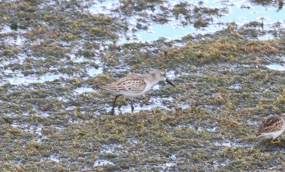 Western Sandpiper - Nick Pulcinella