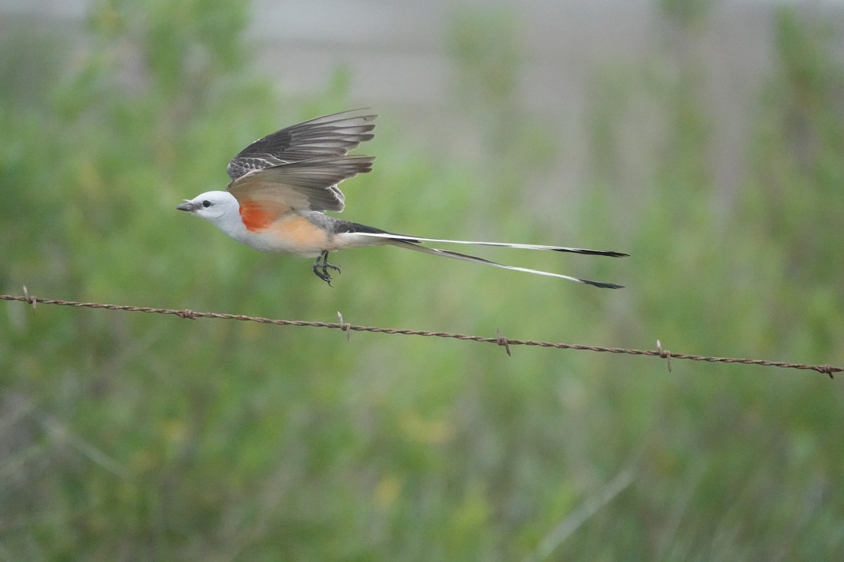 Scissor-tailed Flycatcher - ML633242615