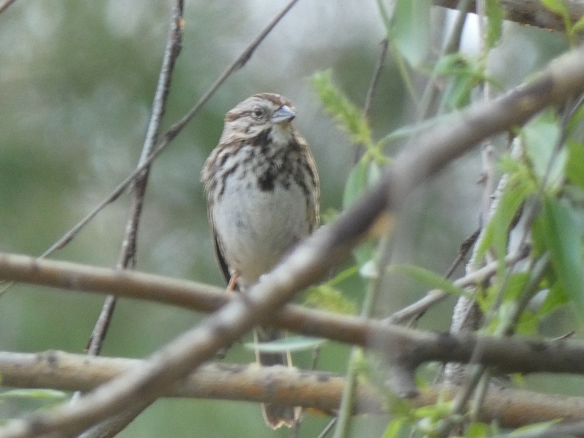 Song Sparrow (melodia/atlantica) - Luke Knutson