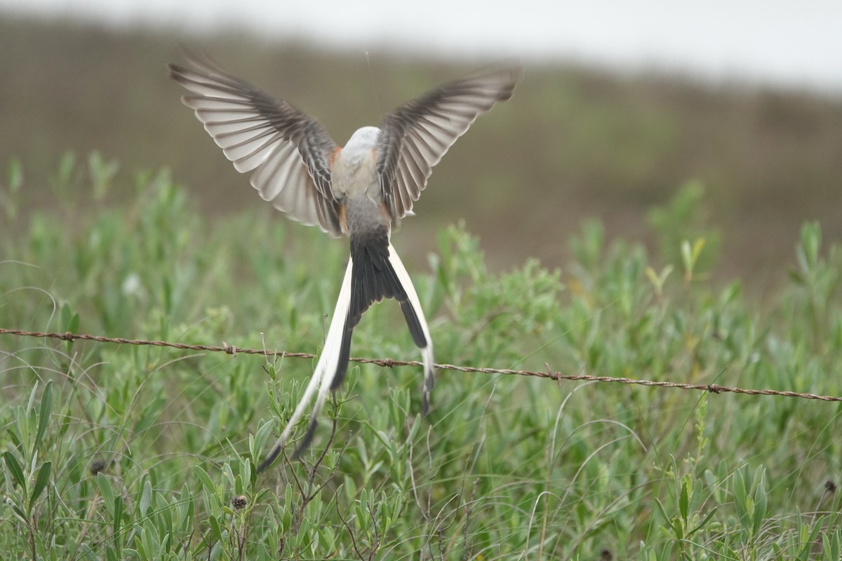 Scissor-tailed Flycatcher - ML633242625
