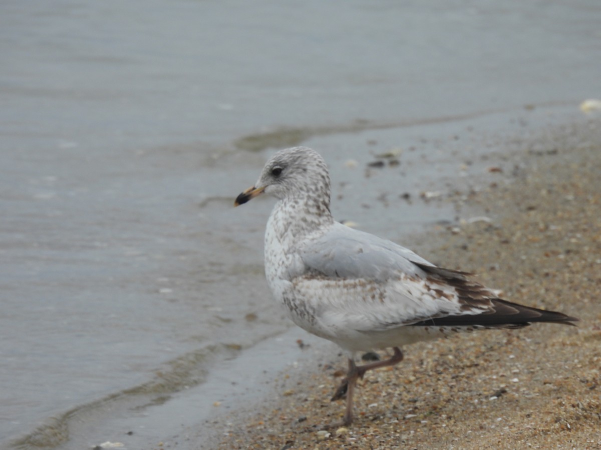 Ring-billed Gull - ML633242752