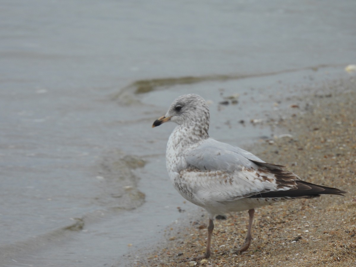 Ring-billed Gull - ML633242774